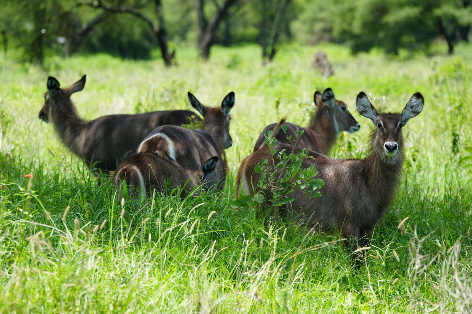 Waterbuck