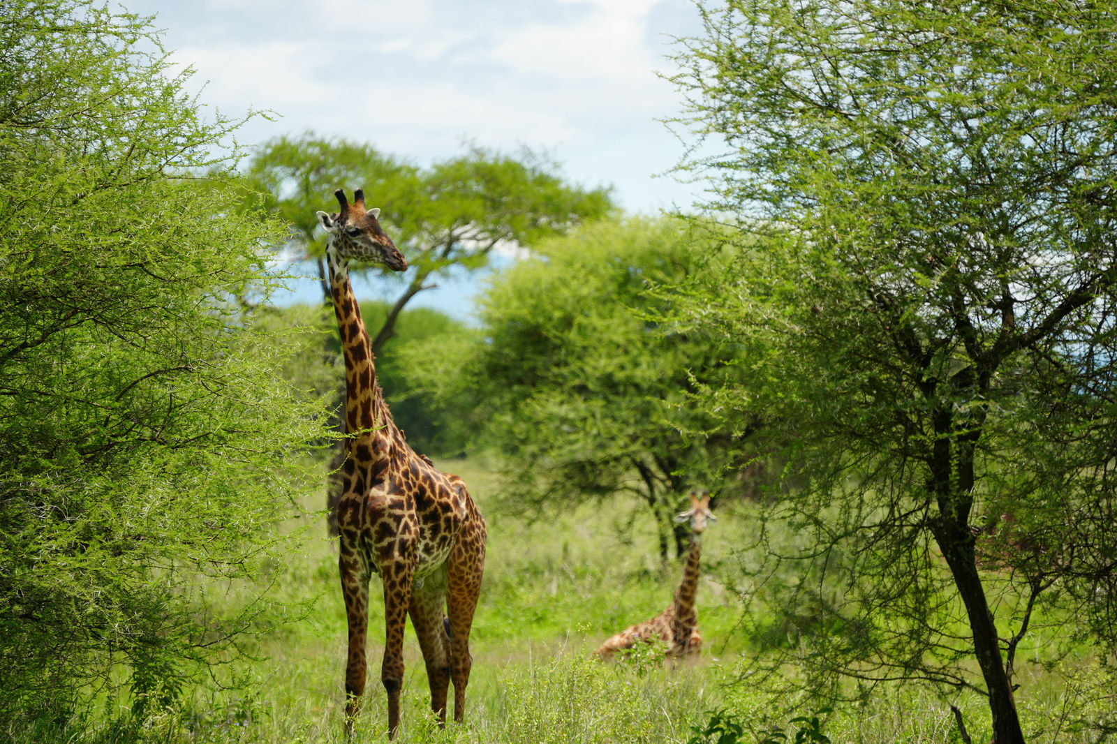 Giraffe