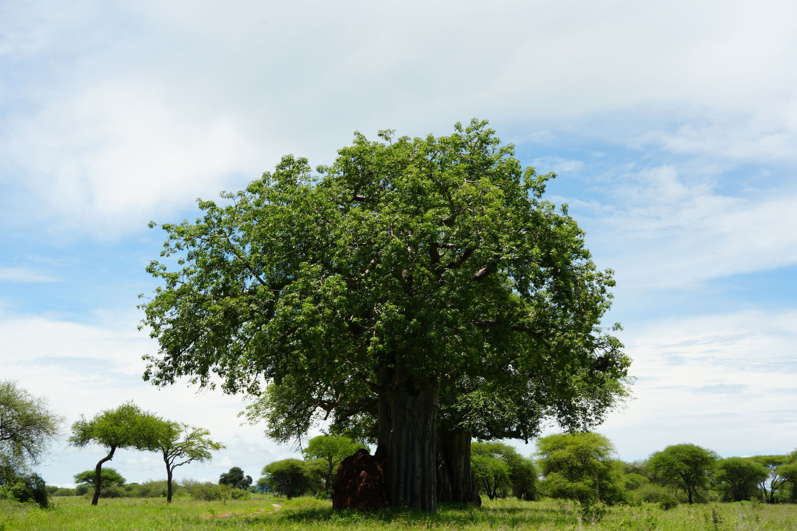 African Baobab