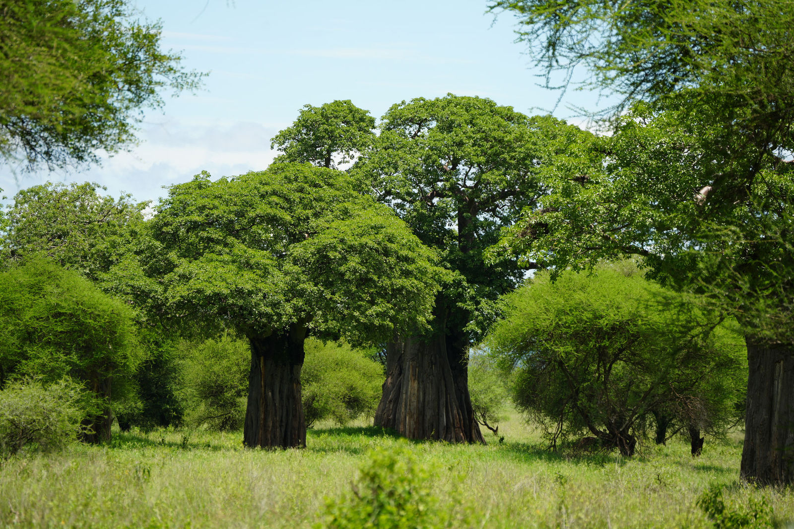 Baobab