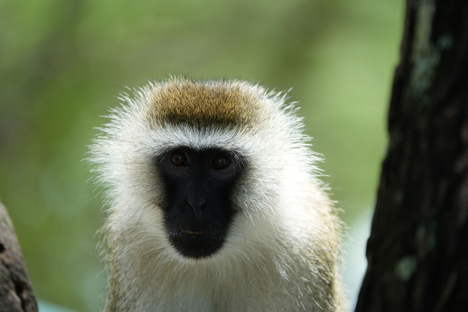 Vervet Monkey