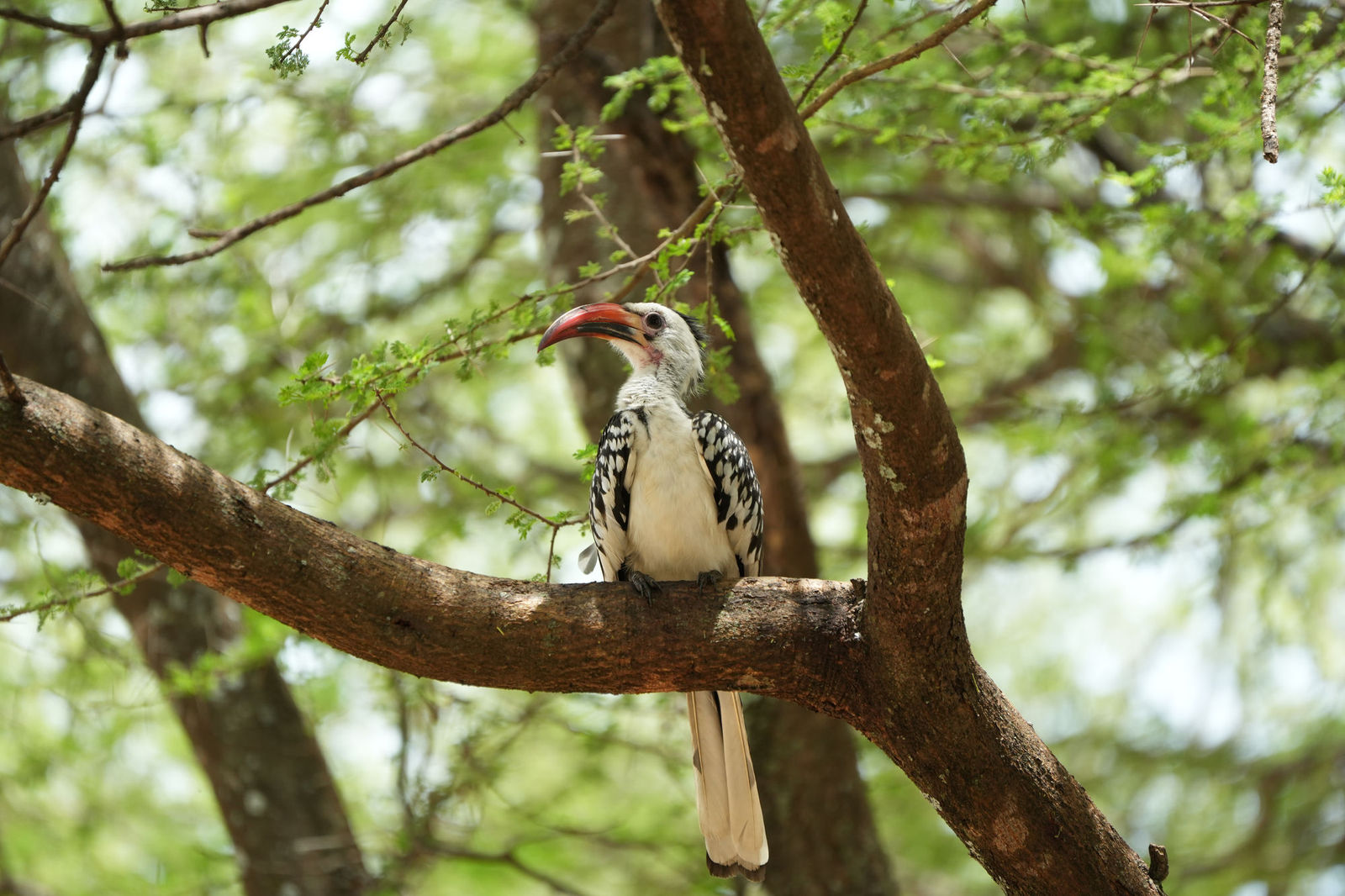 Northern Red-Billed Hornbill(Zazu)