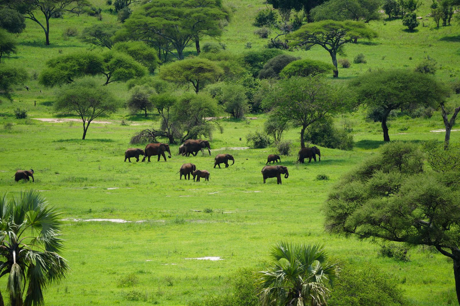African Bush Elephants