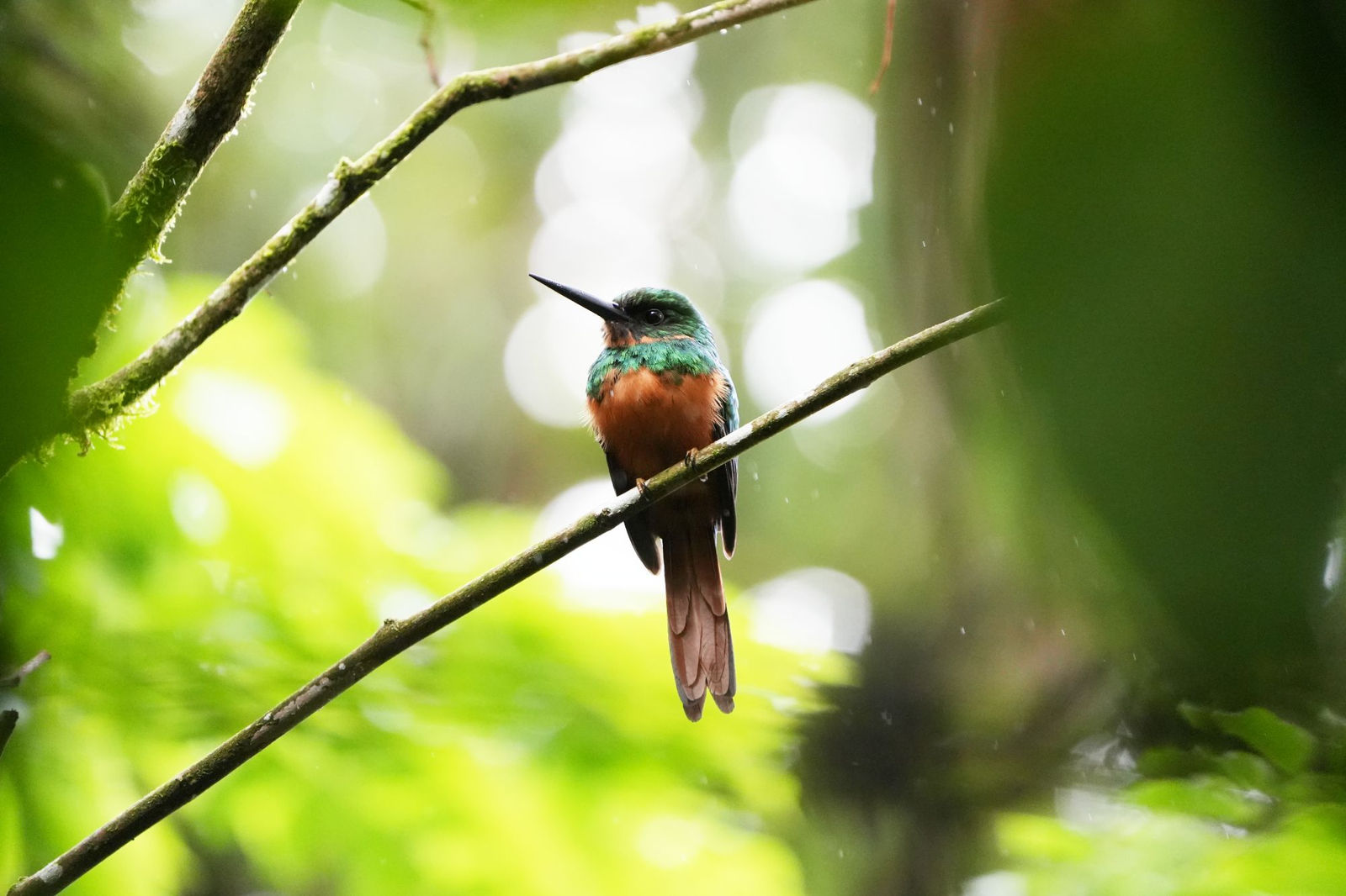 Rufous-tailed Jacamar