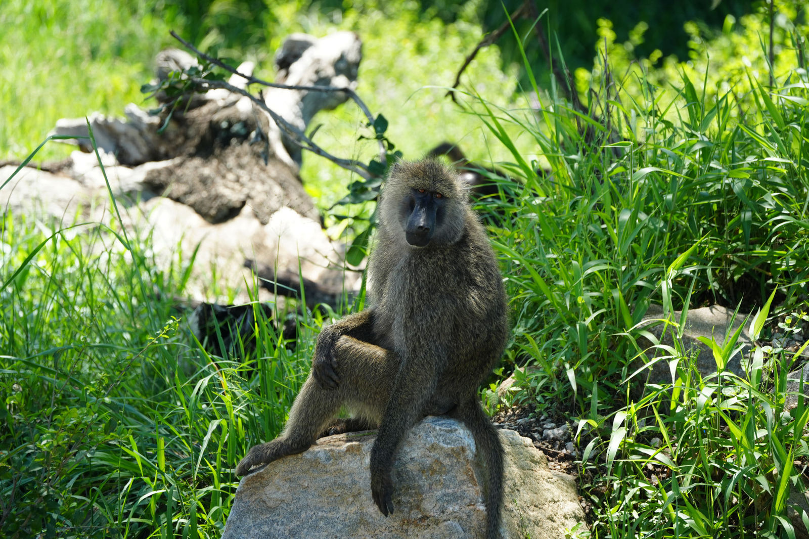 Olive Baboon