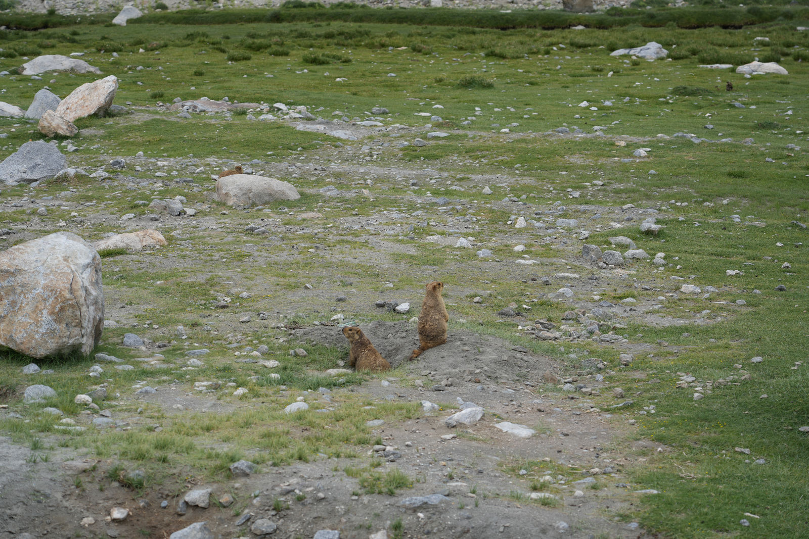 Himalayan Marmots