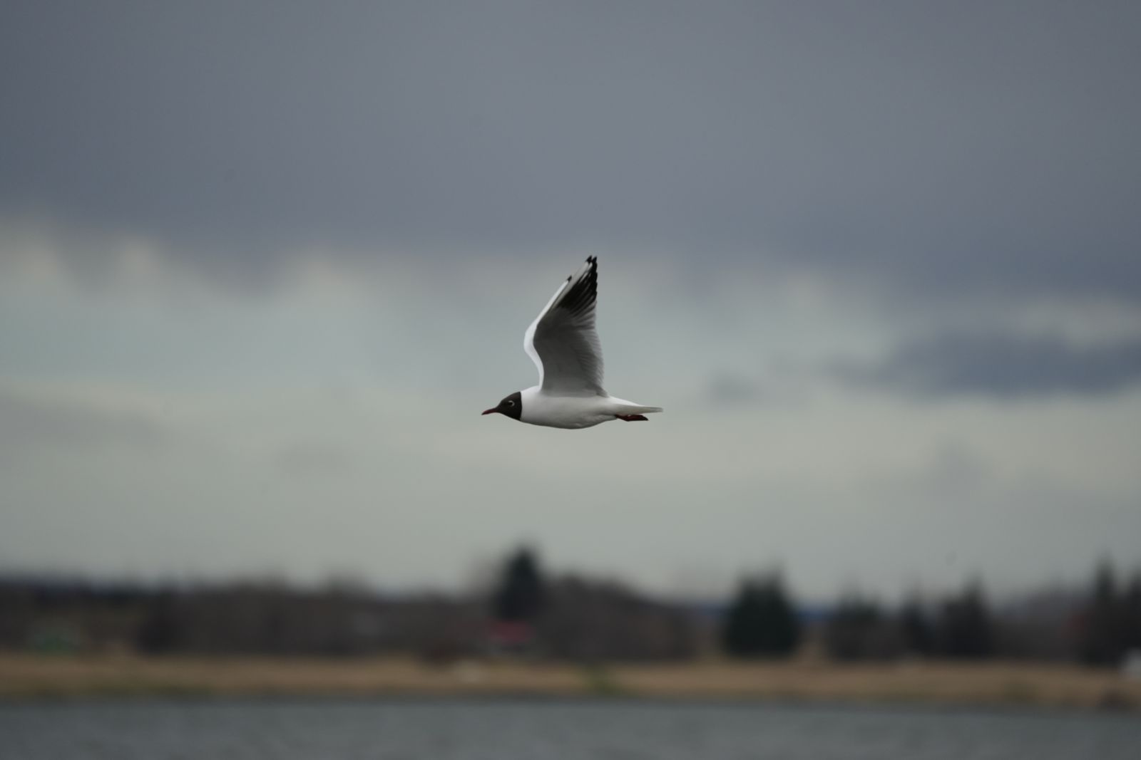 Black-Headed Gull