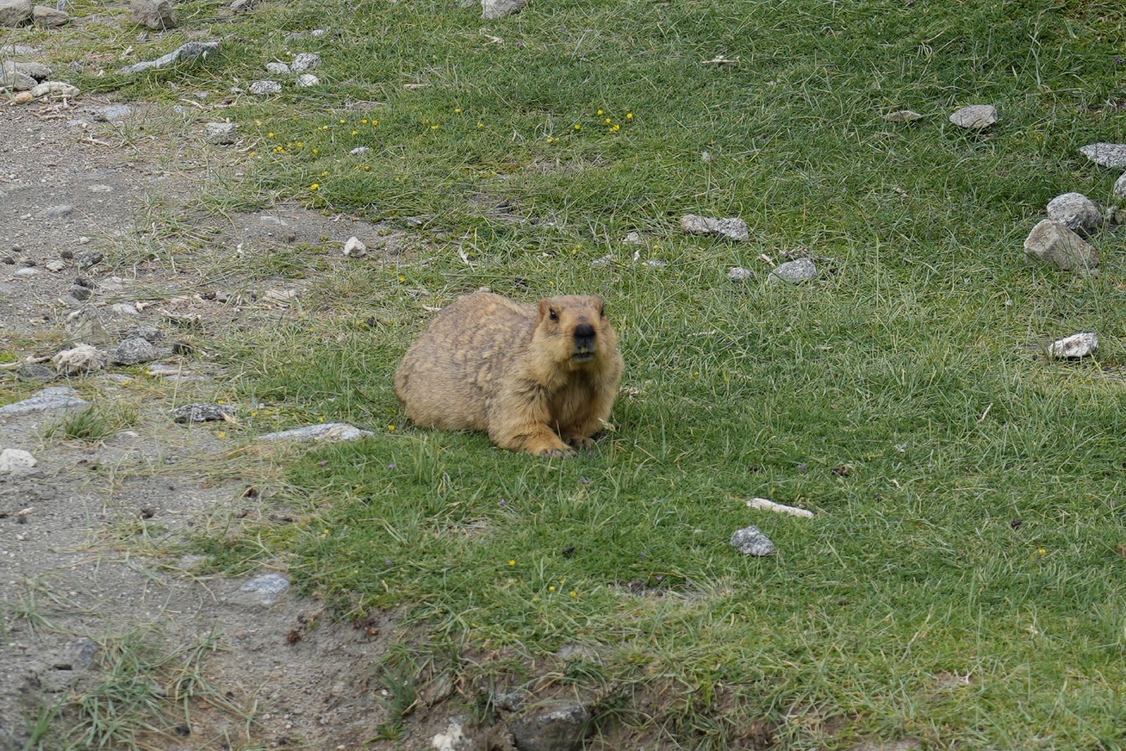 Himalayan Marmot