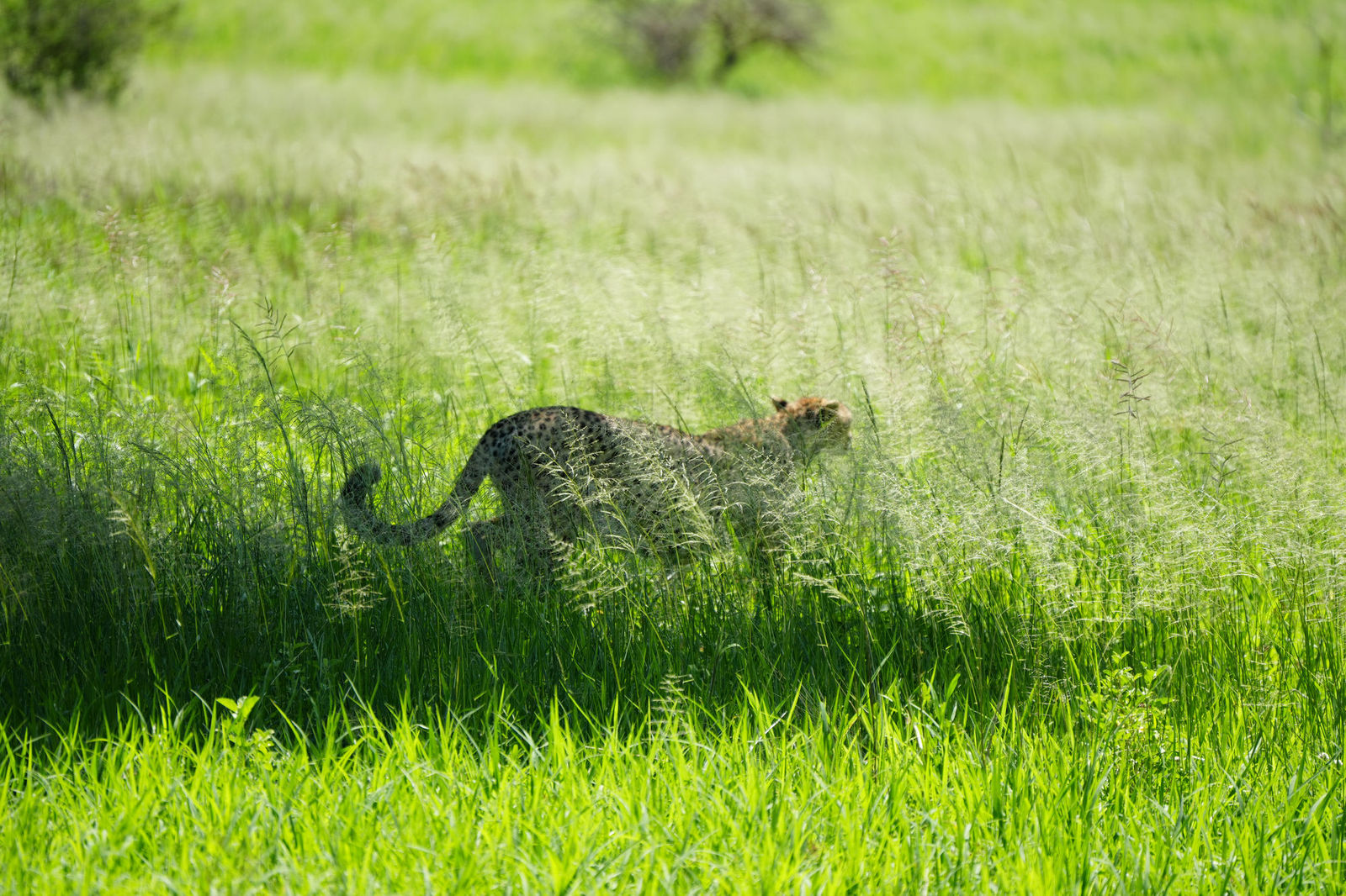 Cheetah