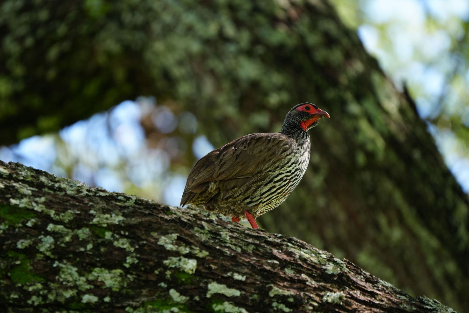Red-Necked Spurfowl
