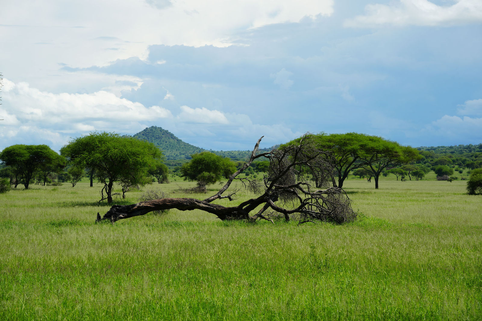Wooded savannah