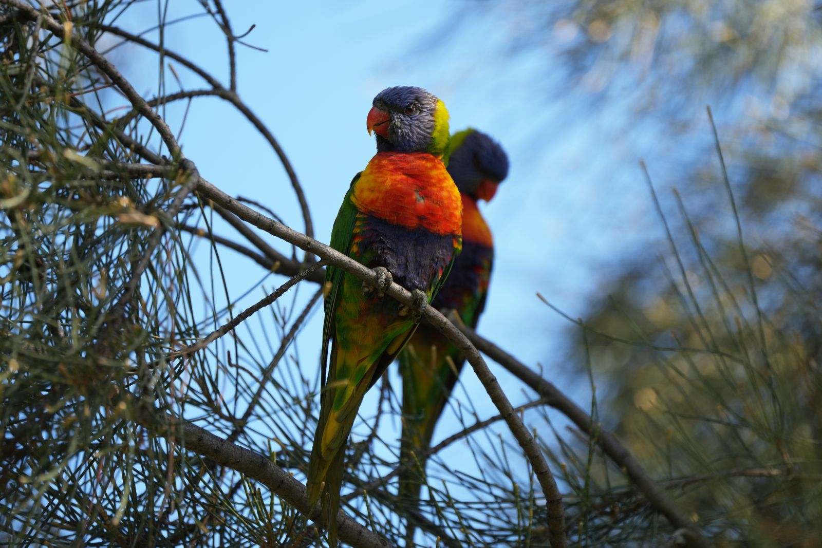 Rainbow Lorikeets