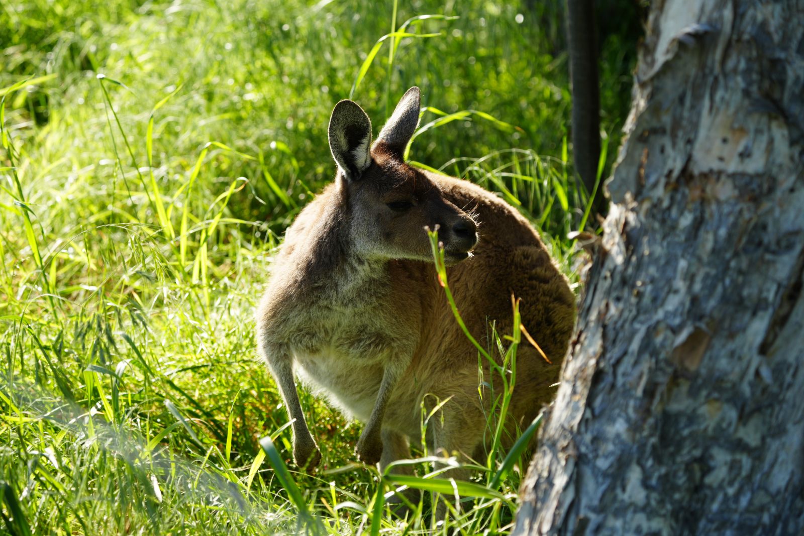 Western Grey Kangaroo