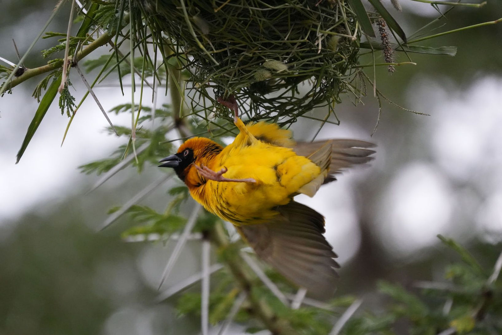 Speke's Weaver