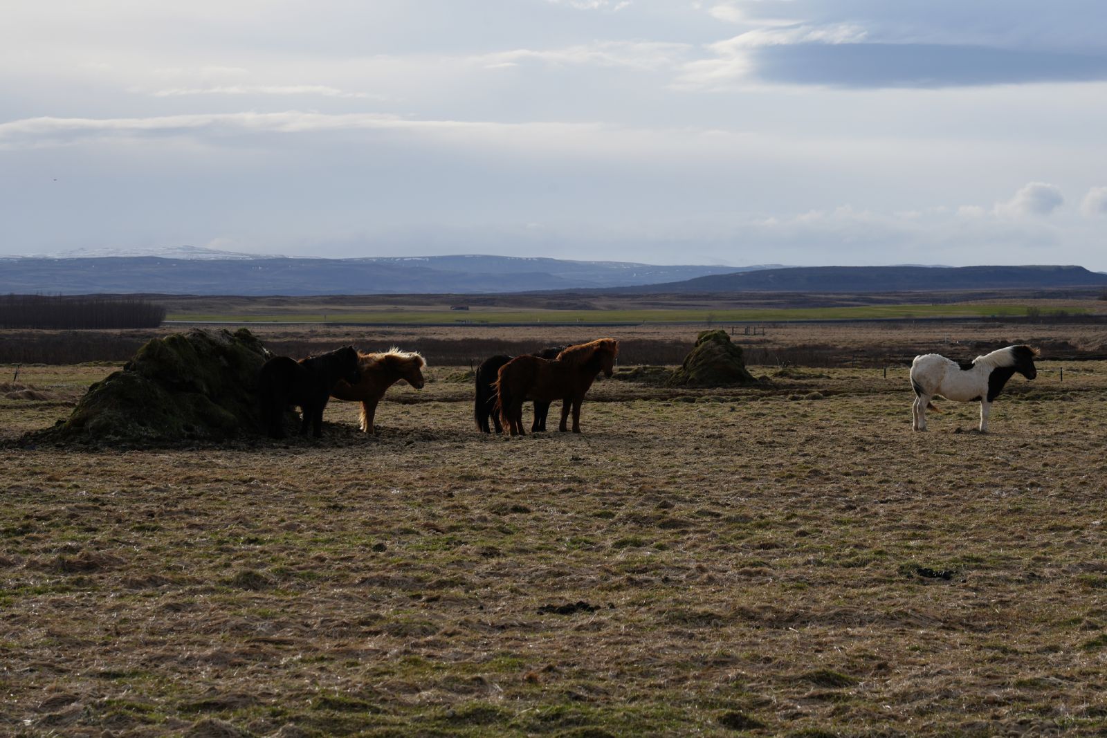 Icelandic Horse