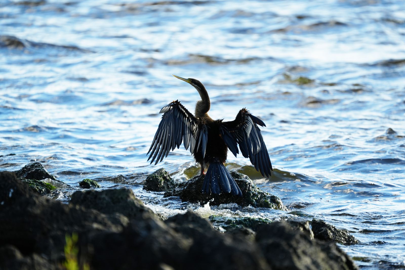 Australasian Darter