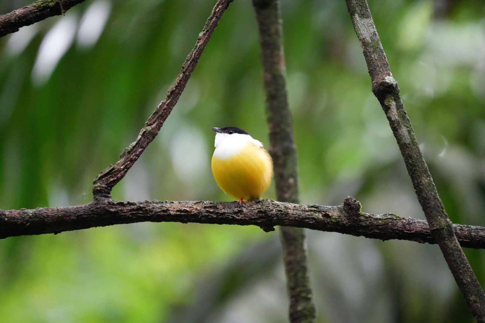 White-collared Manakin