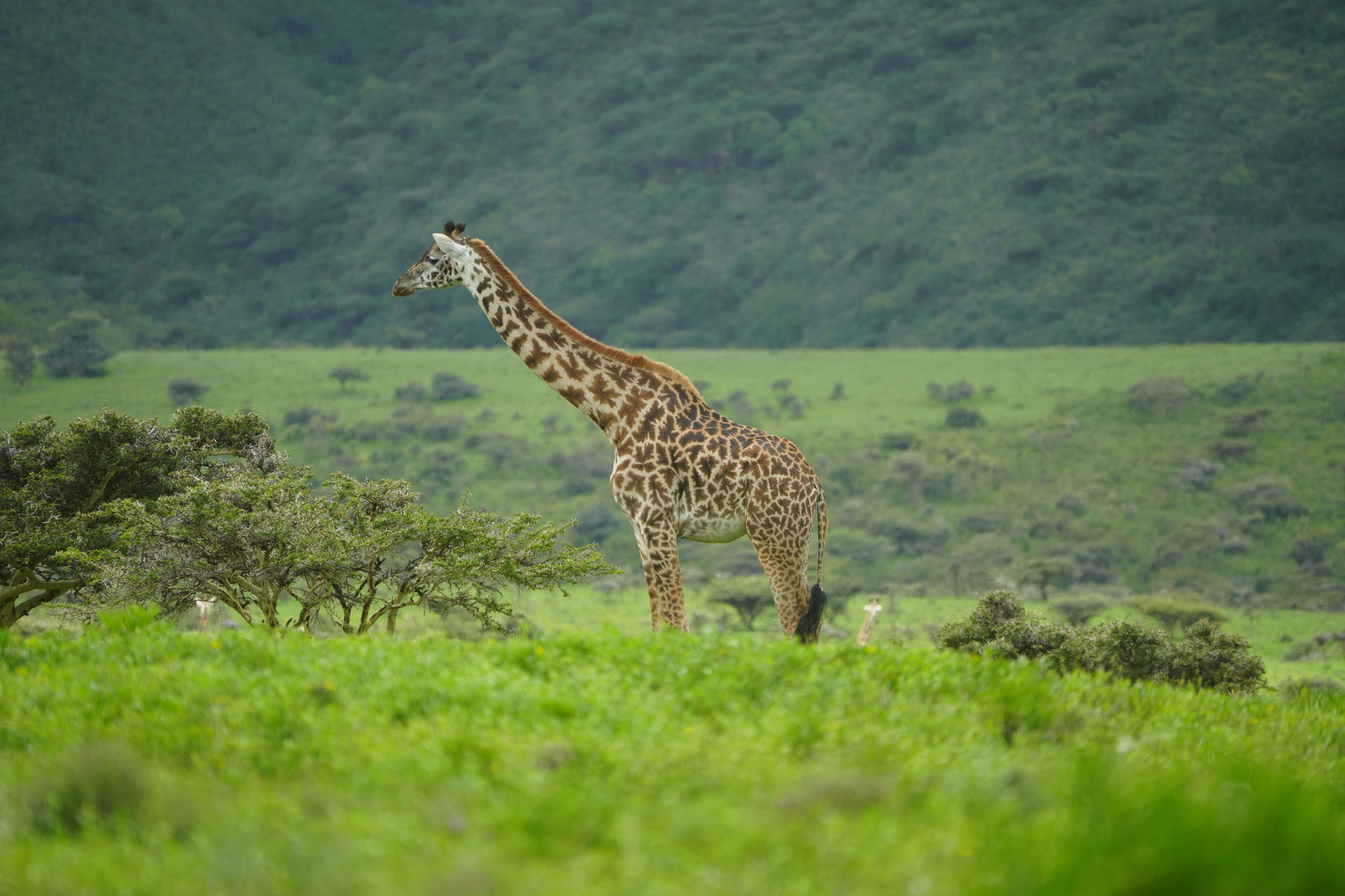 Masai Giraffe