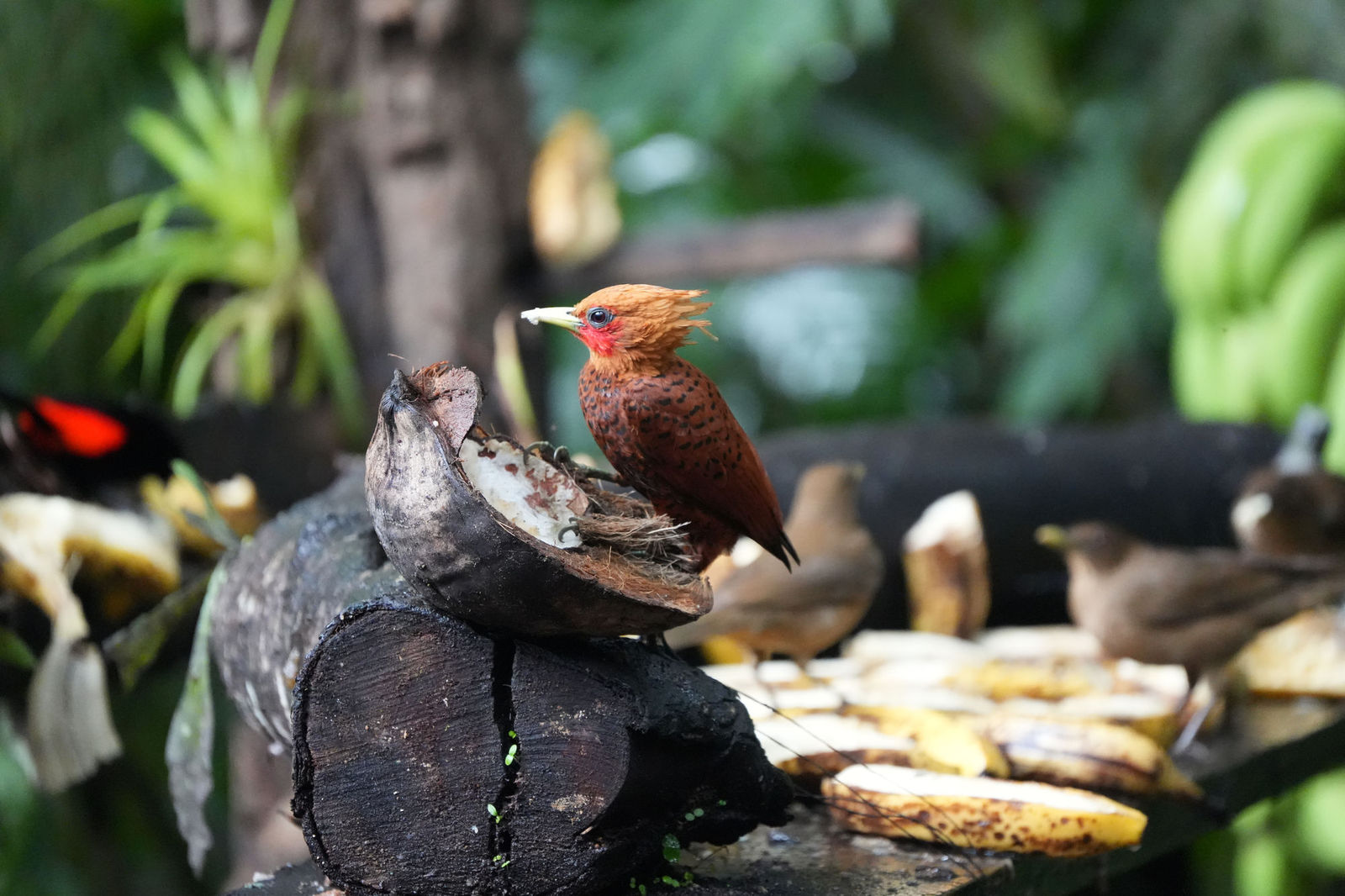 Chestnut-colored Woodpecker