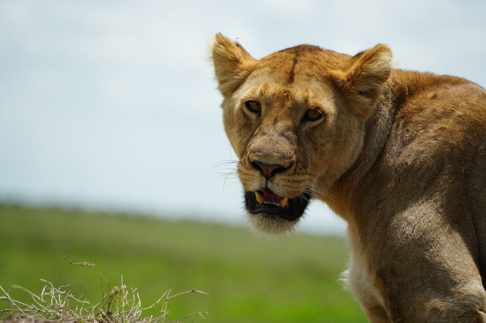 Lion