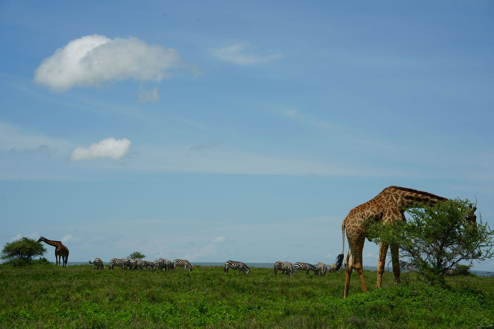 Masai Giraffe
