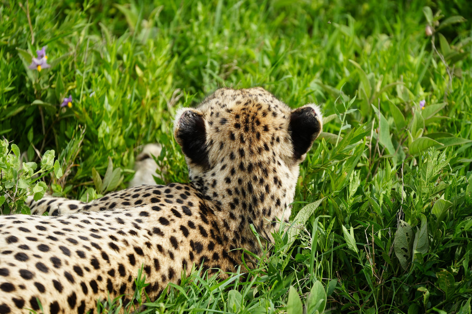 Cheetah
