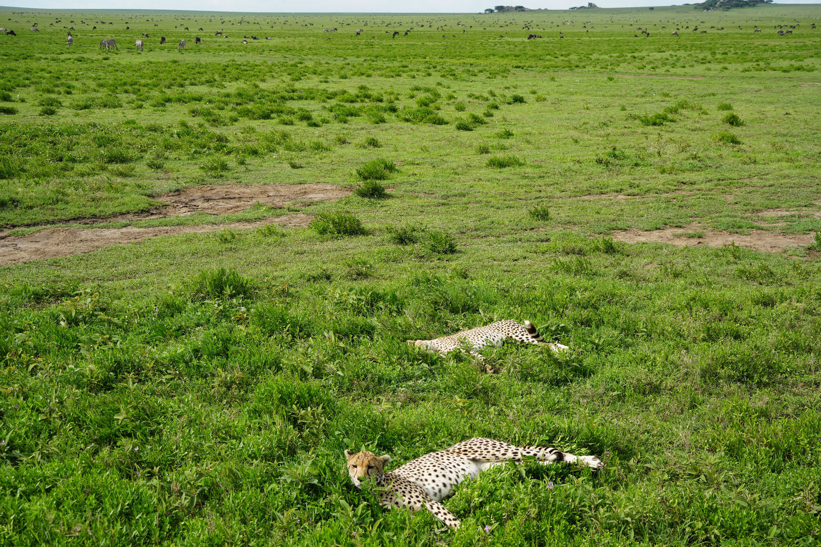 Cheetahs