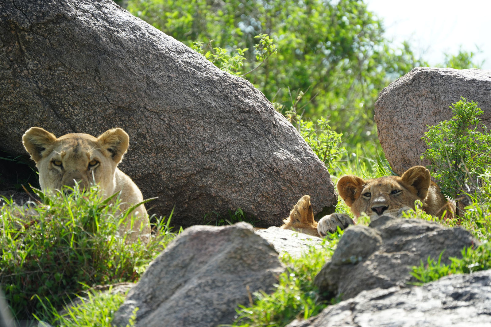 Lions