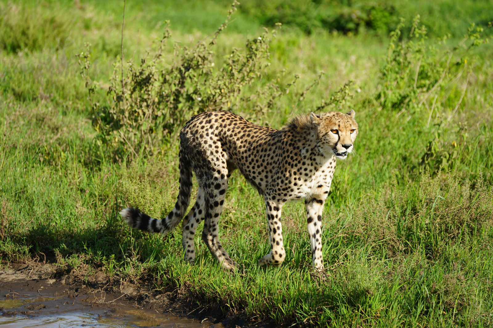Cheetah