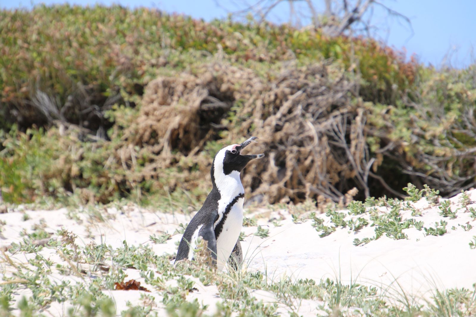 Cape Peninsula / Cape of Good Hope