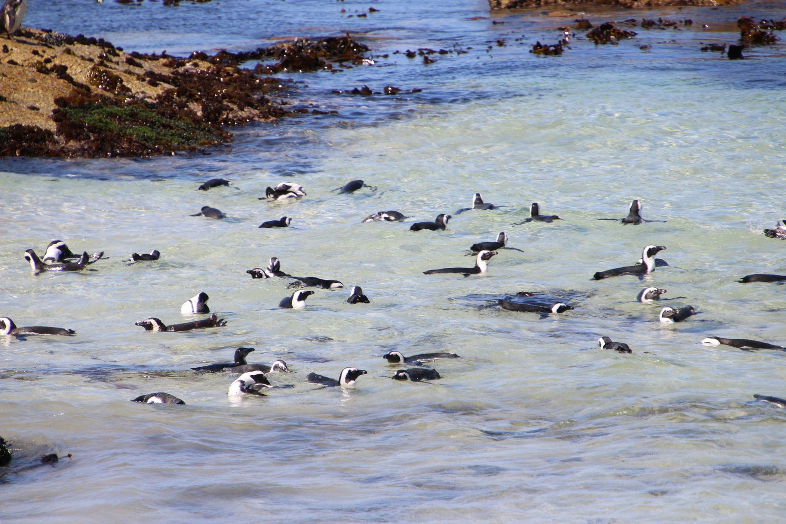 African Penguins / Boulders Beach
