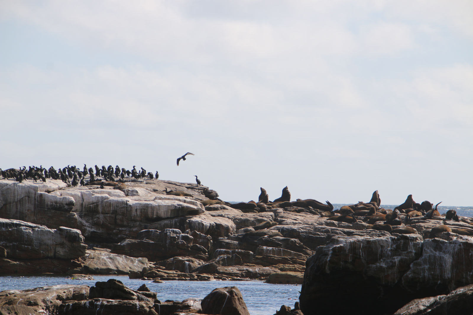 Cape fur seals and Cape cormorants / Duiker Island