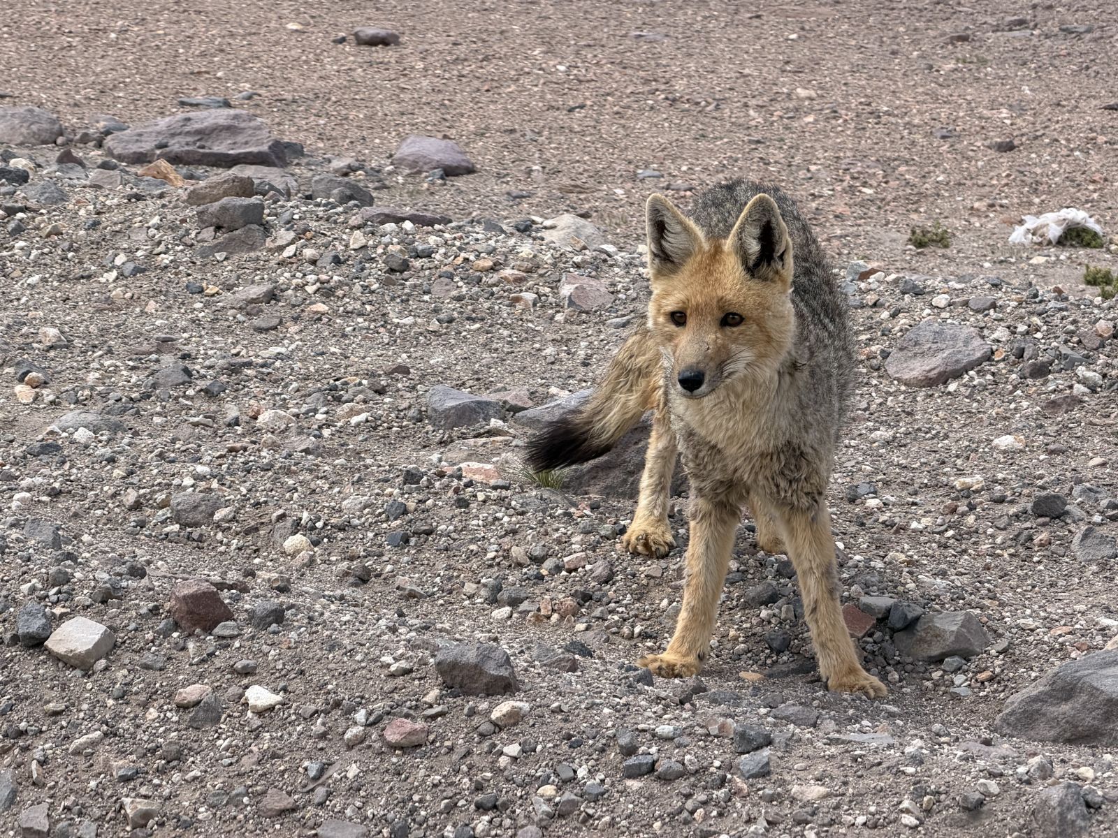 Andean fox