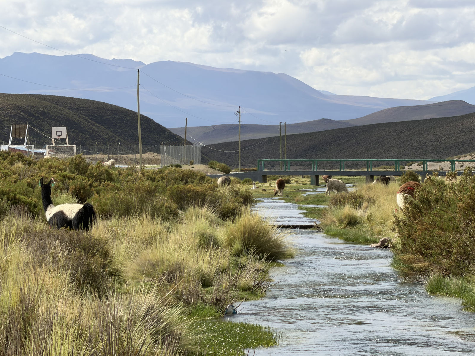 Llamas