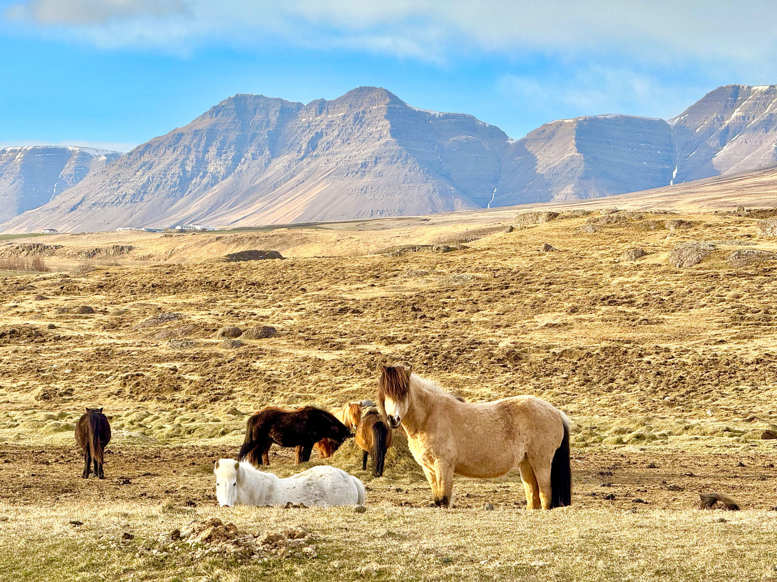 Iceland Horses