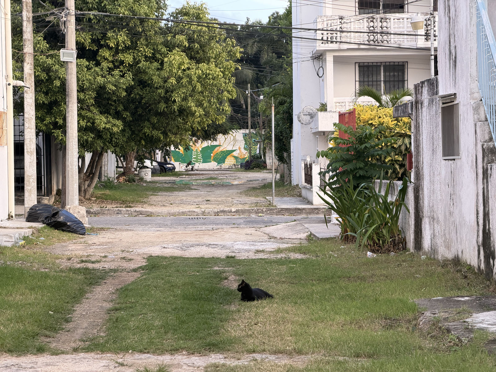 Mexican Street Cat