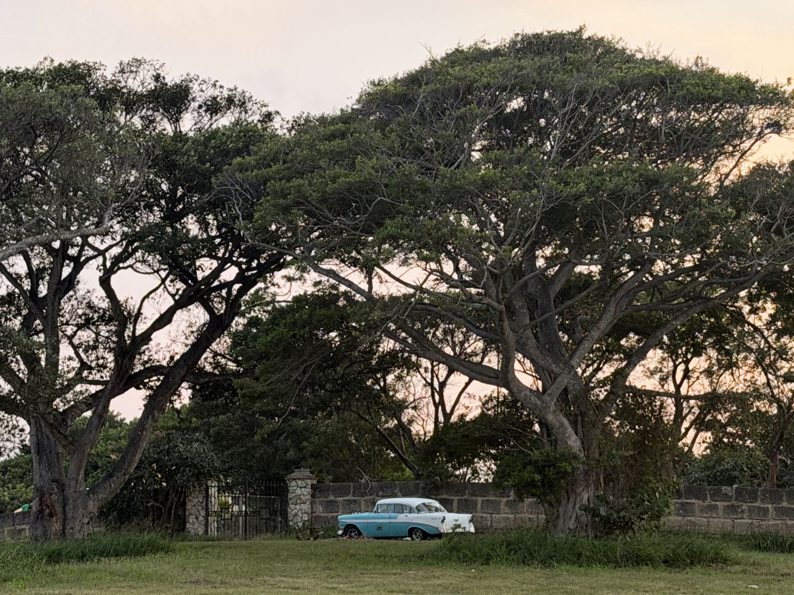 A Classic Car Parked Under Large Trees