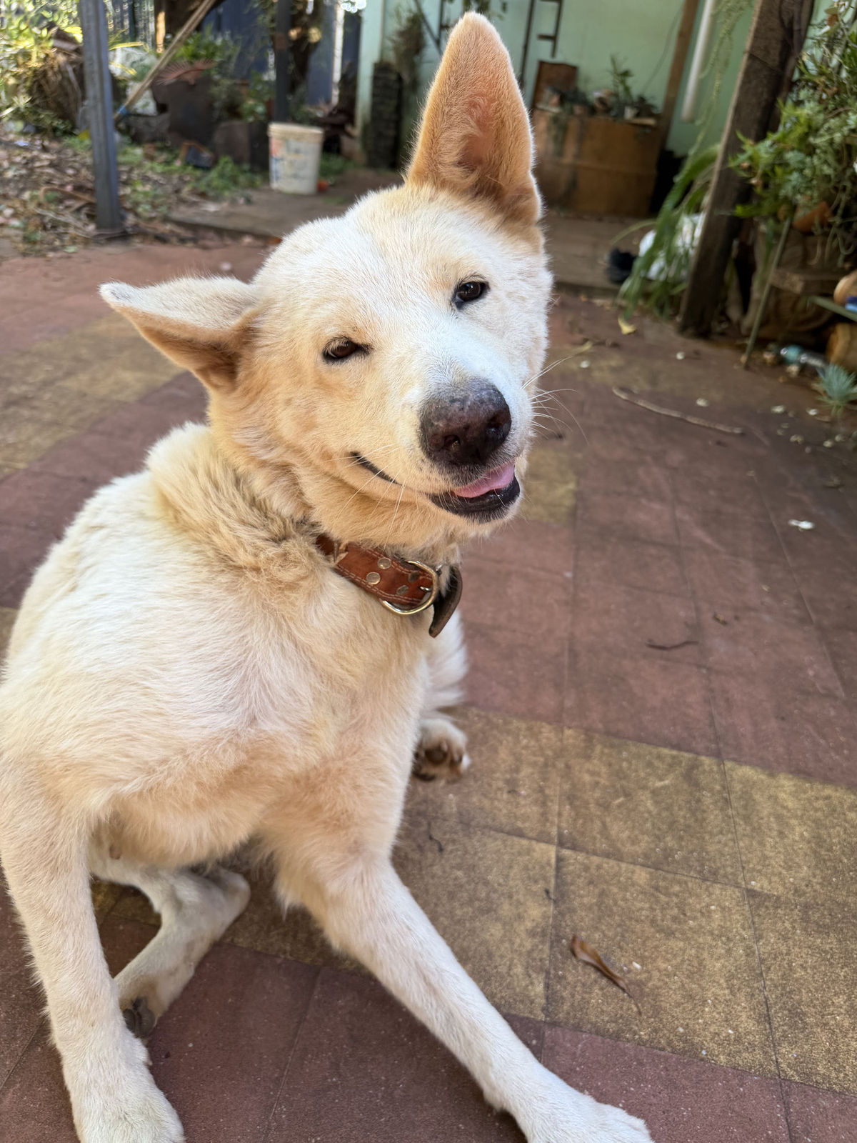 Dog