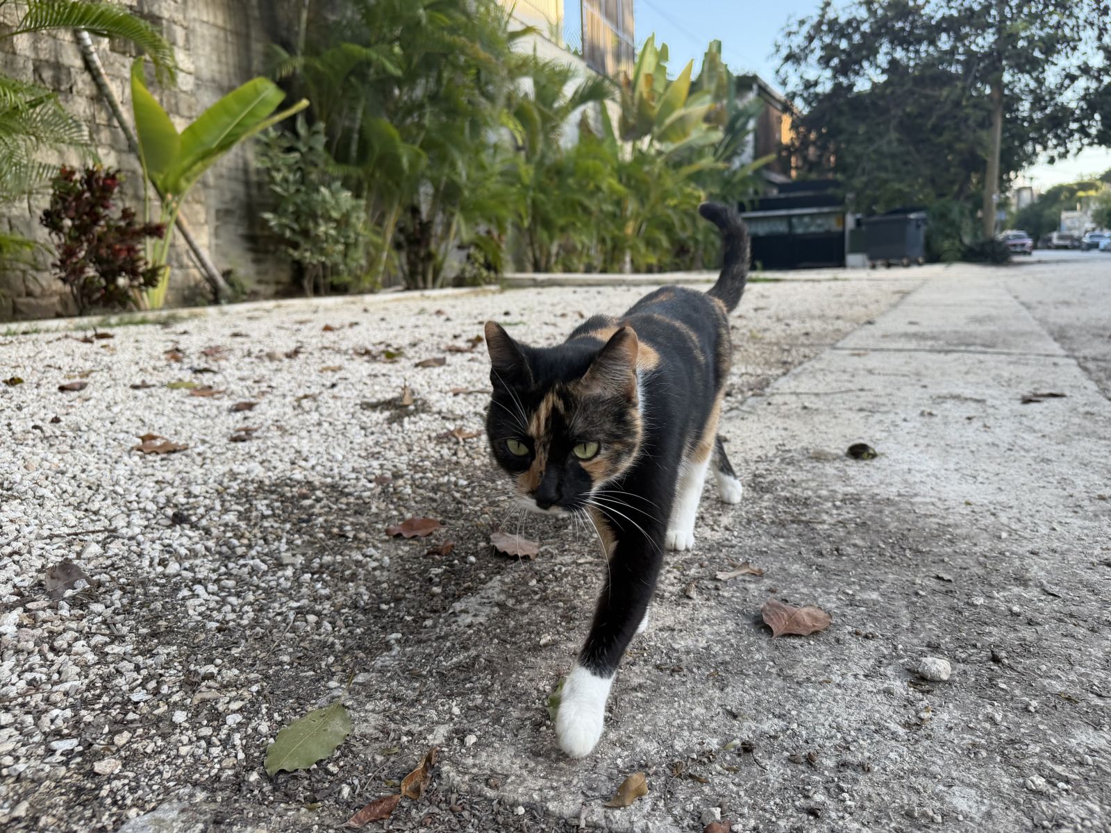 Jimmy the cat