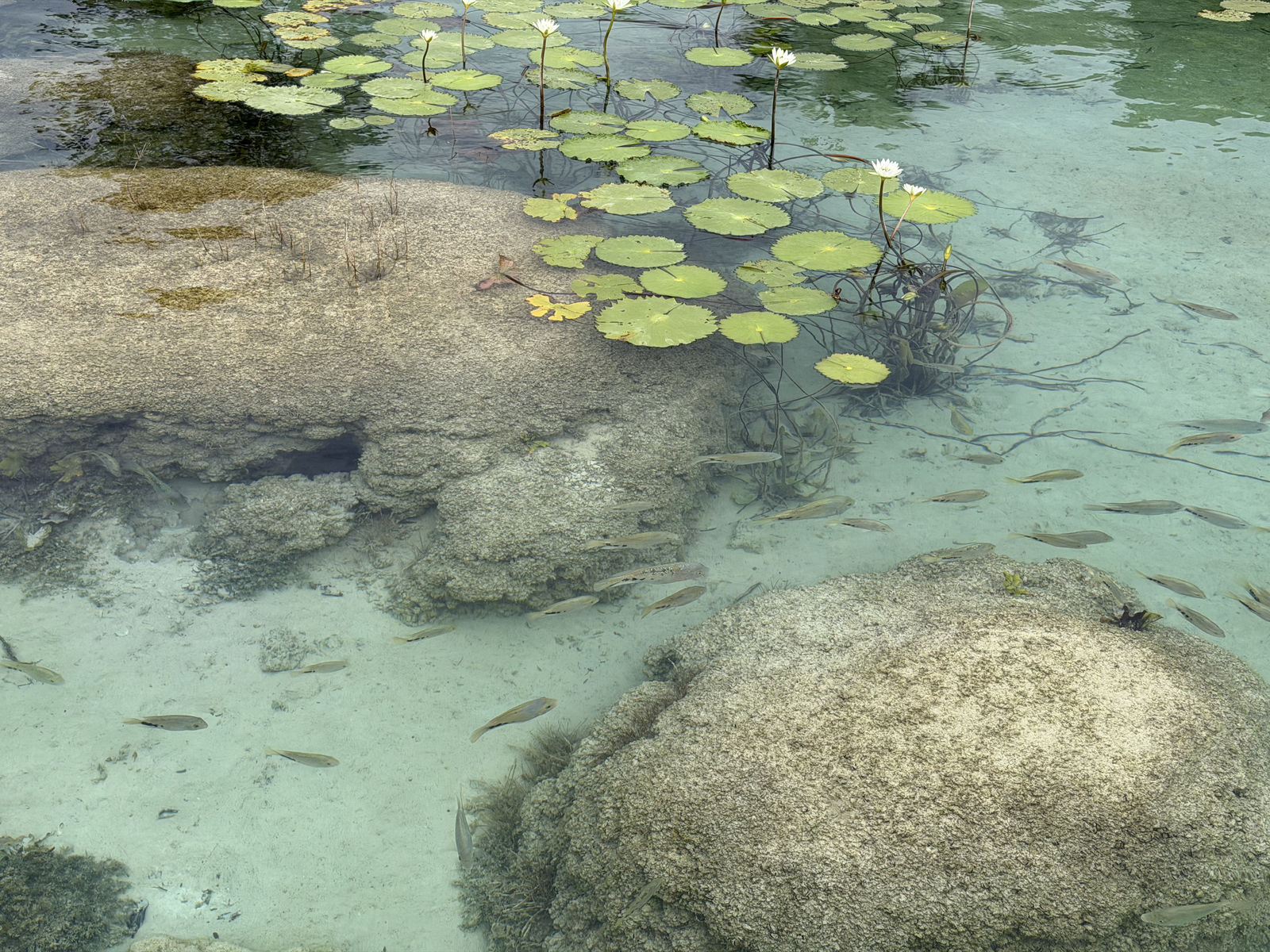 Stromatolites