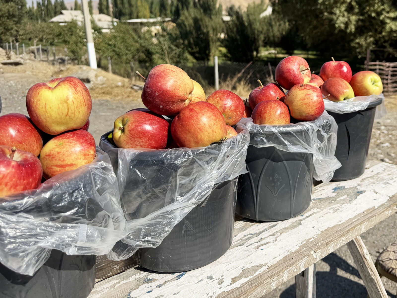 Apples