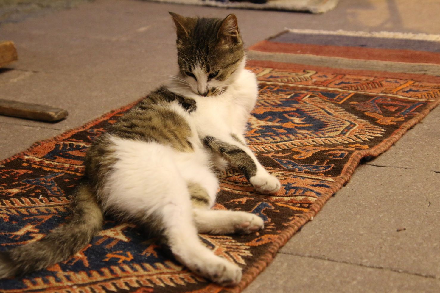 Turkish cat on a traditional carpet