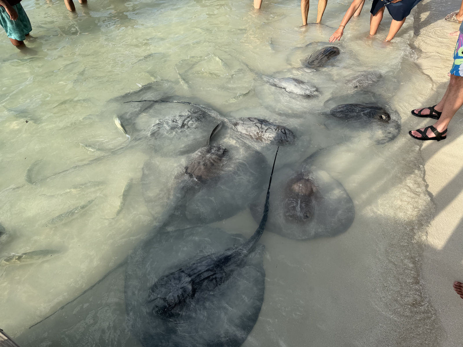 Stingrays