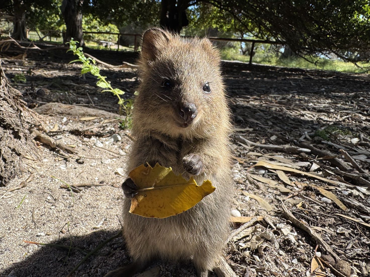 Quokka