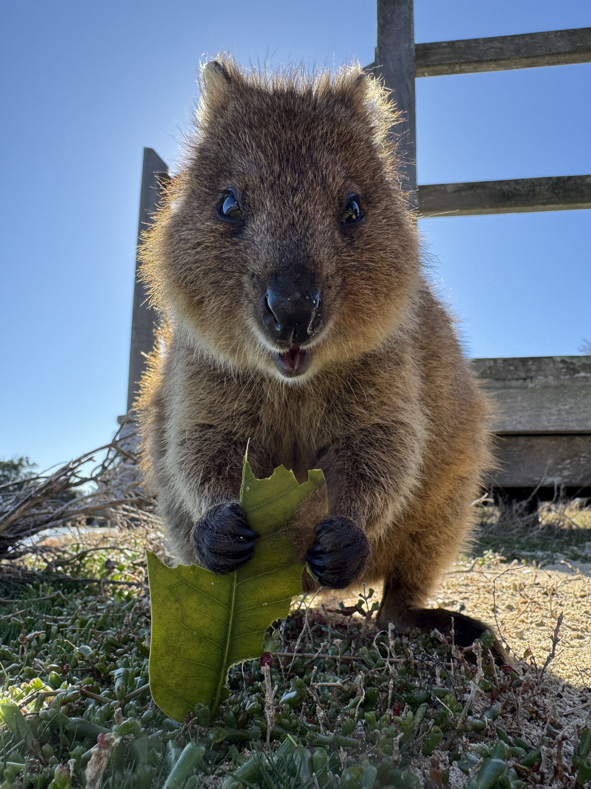 Quokka