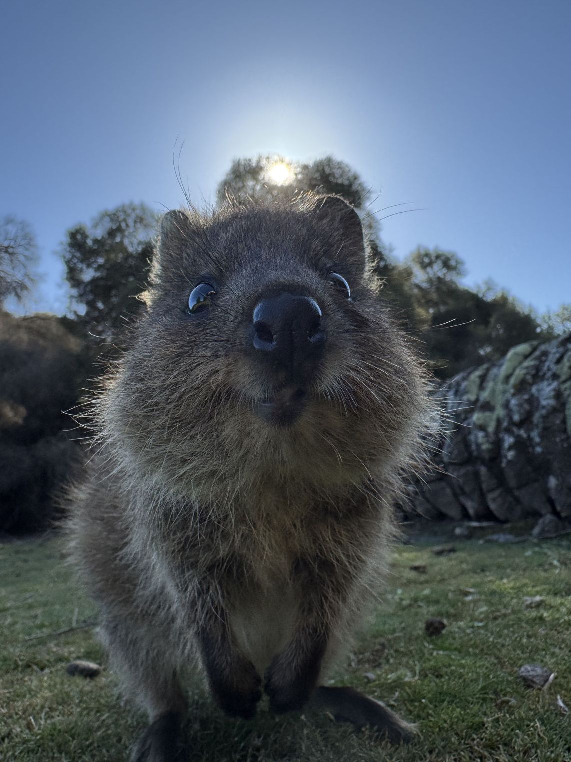 Quokka
