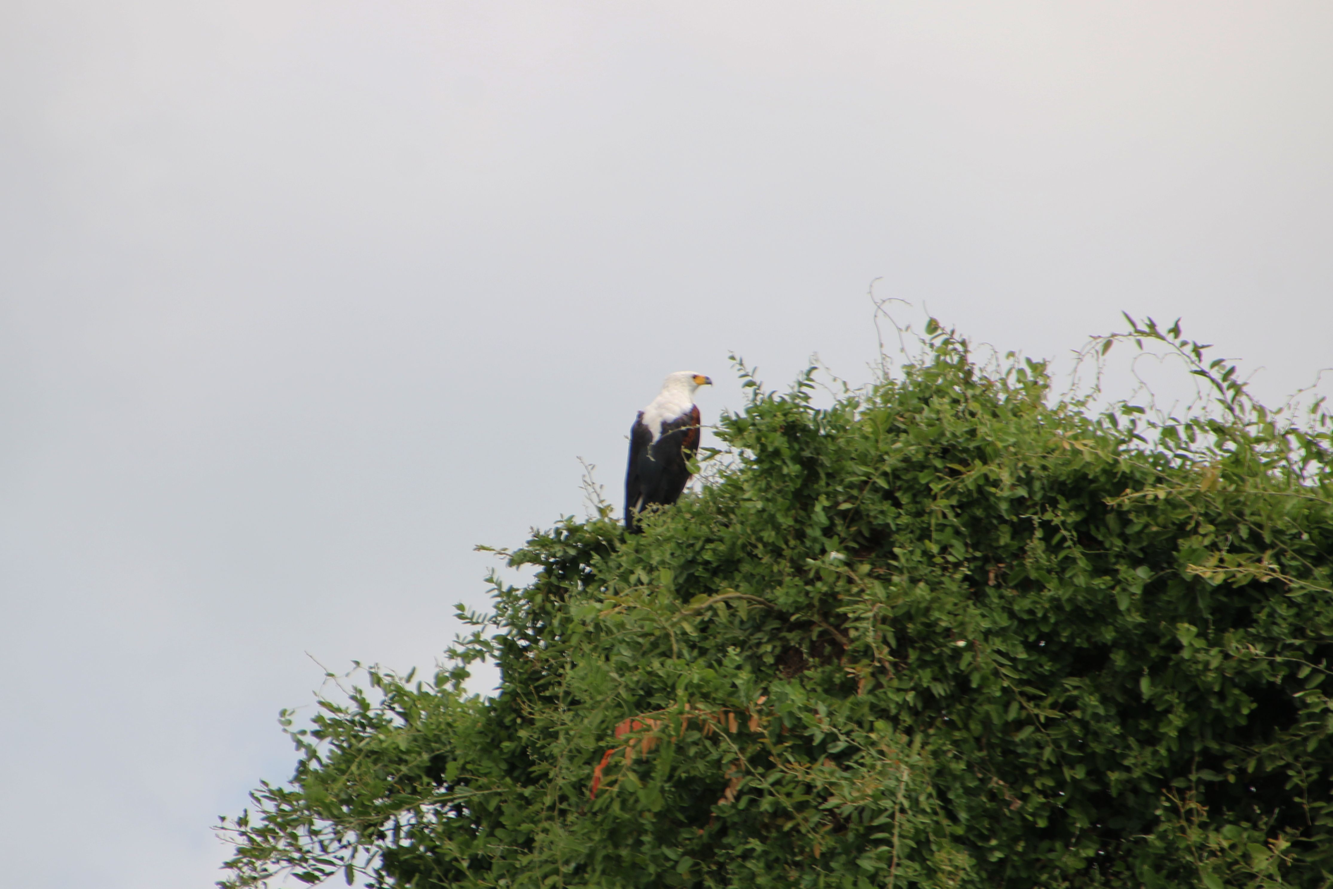 African fish eagle
