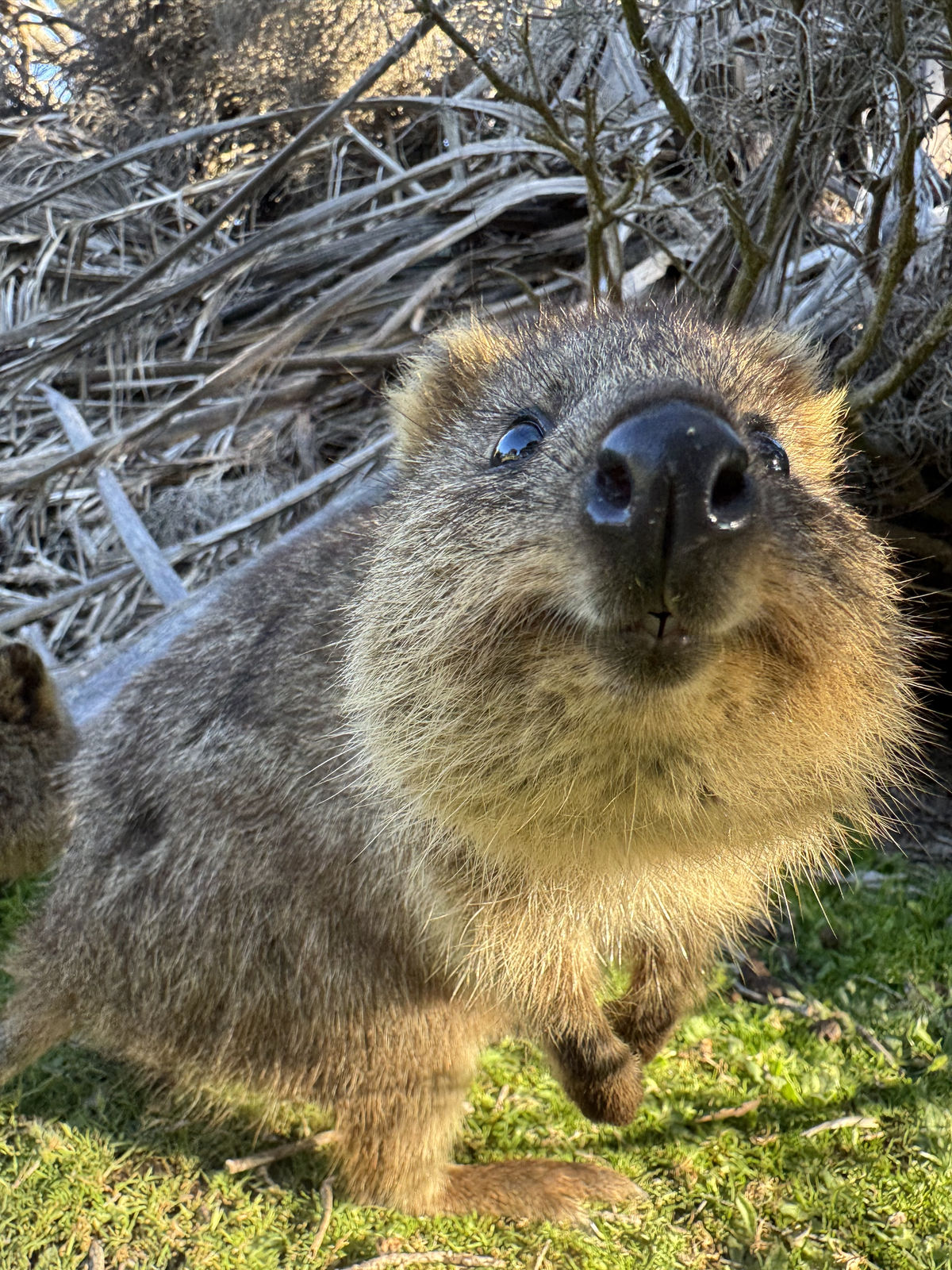 Quokka