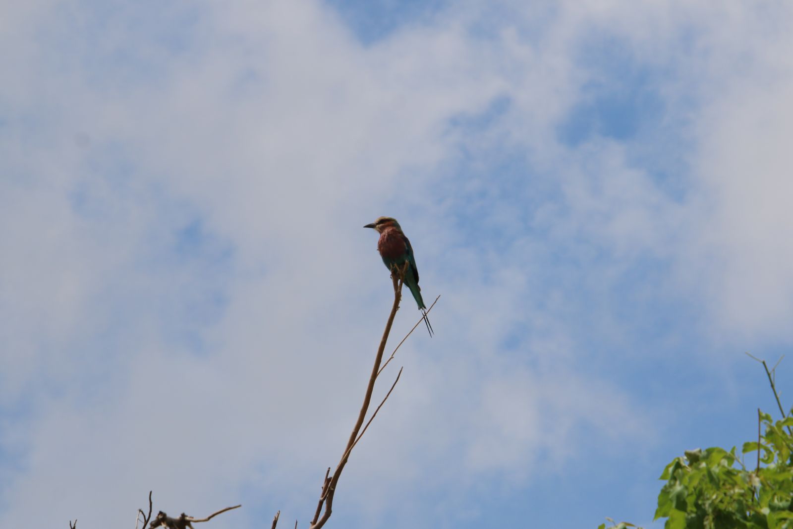 Lilac-breasted roller