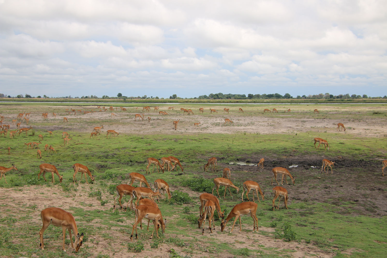 Impalas
